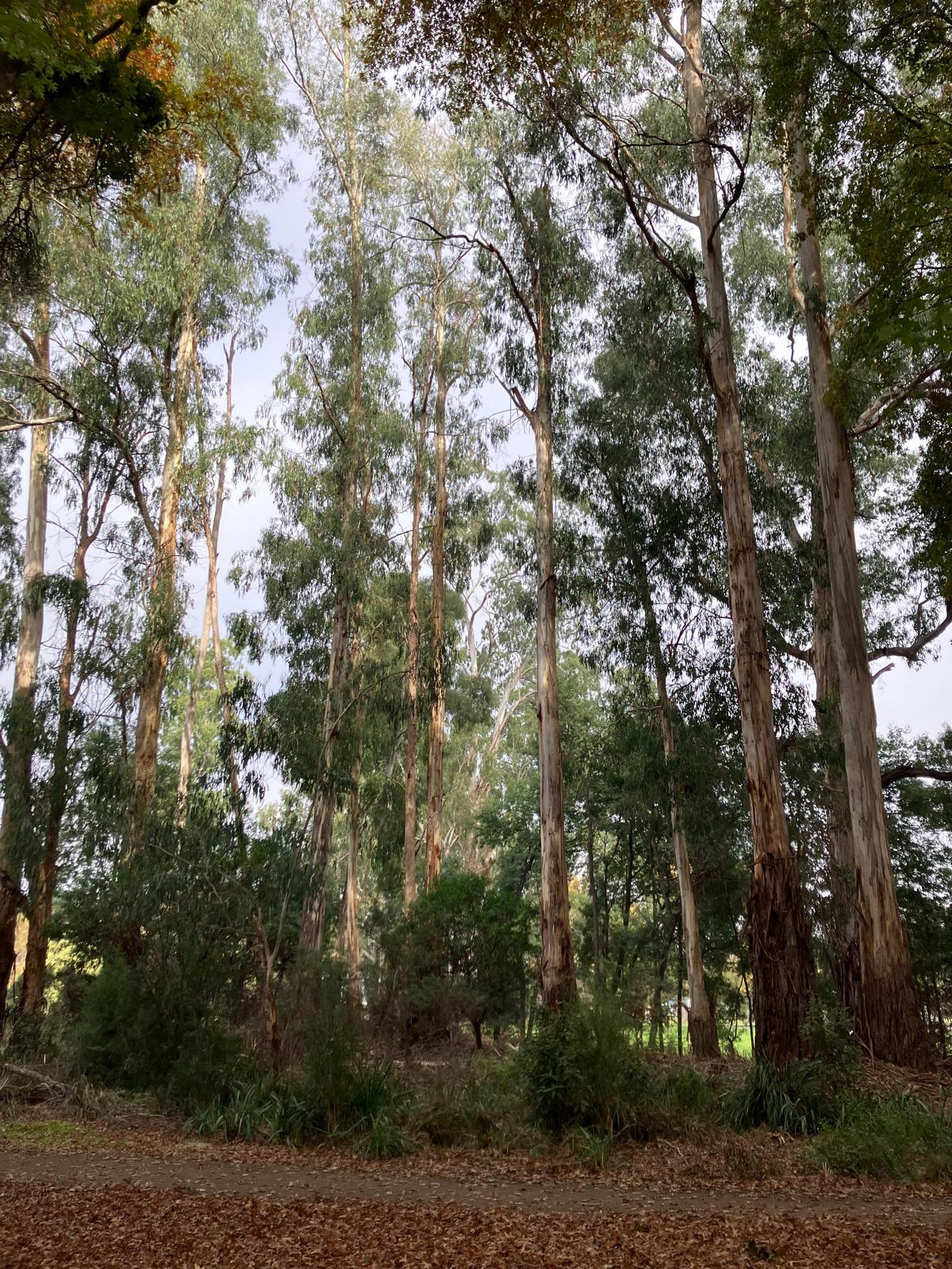Tall eucalyptus trees