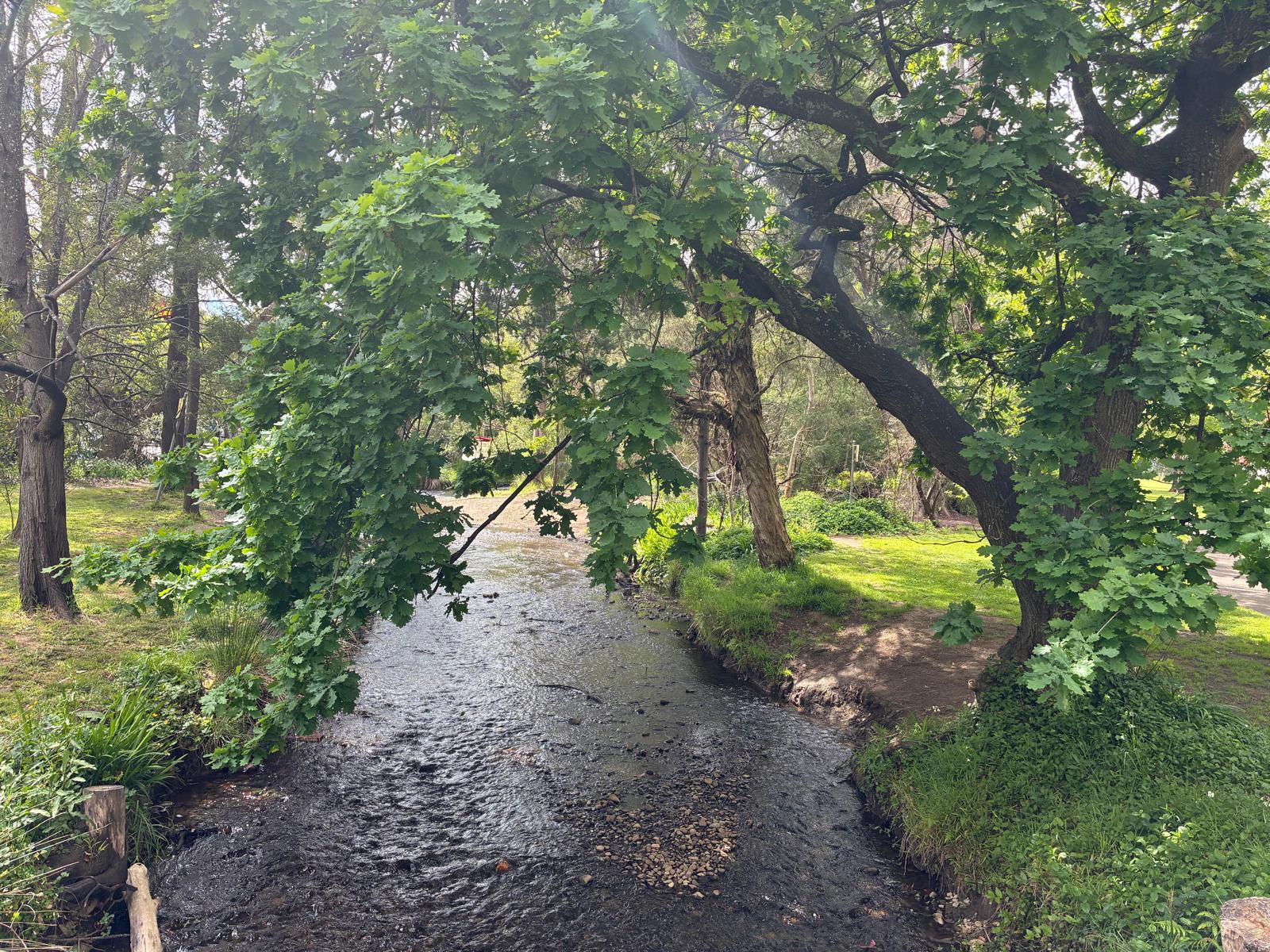 Creek winding beneath green trees