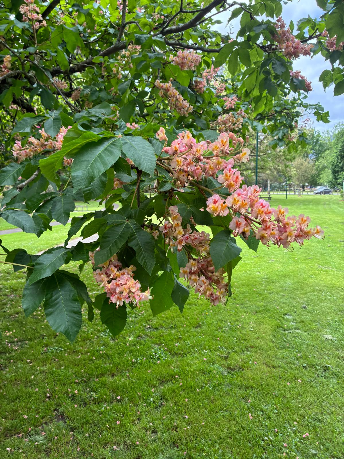 Pink blossoms among fresh green leaves
