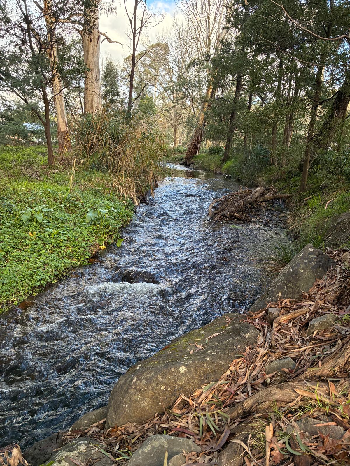Flowing creek surrounded by native woodland in the Yarra Valley